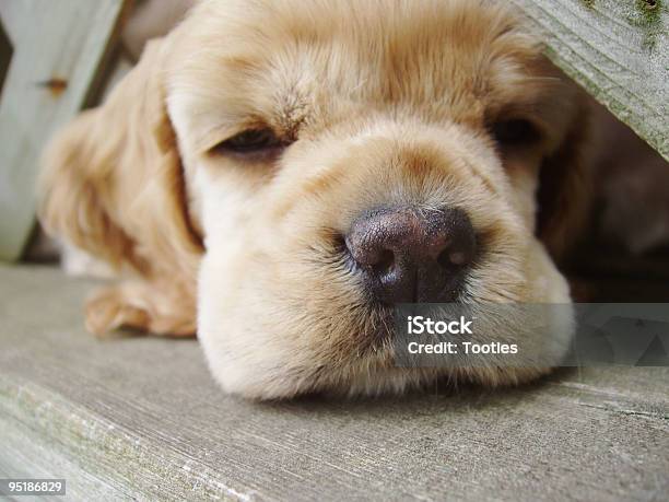 Let Me Out Stock Photo - Download Image Now - Puppy, Animal, Animal Hair