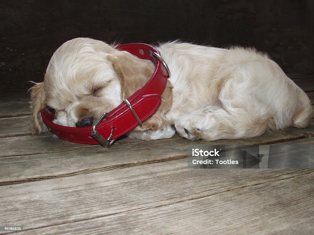 Oh the things I'll do when I get big!  Animal Stock Photo