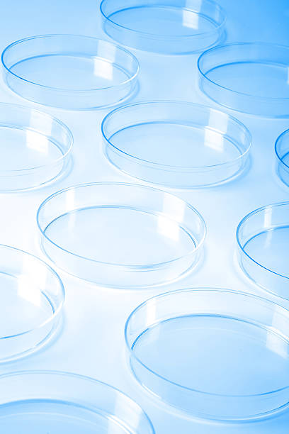 petri dishes in a laboratory stock photo