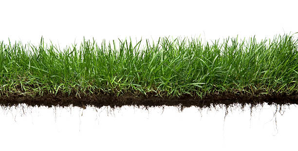 grass and roots isolated - gras stockfoto's en -beelden