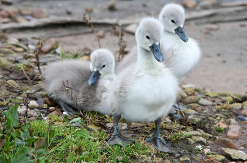 Adorable wildlife scene at the edge of a pond. Attentive white adult swan protecting five baby swans (cygnets) that are grooming their fluffy gray plumage.