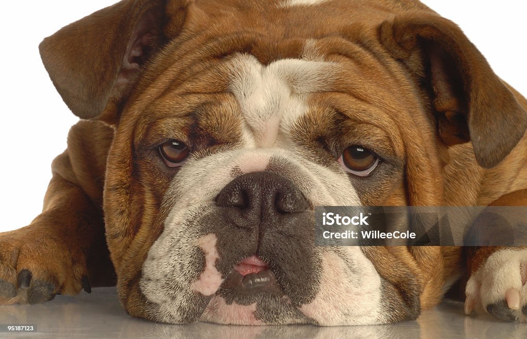 Englische bulldog - Lizenzfrei Braun Stock-Foto