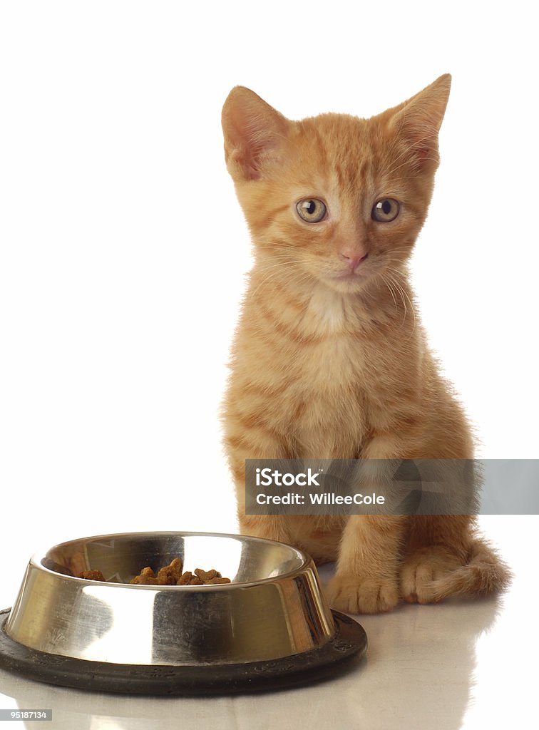 kitten sitting at food dish  Animal Stock Photo