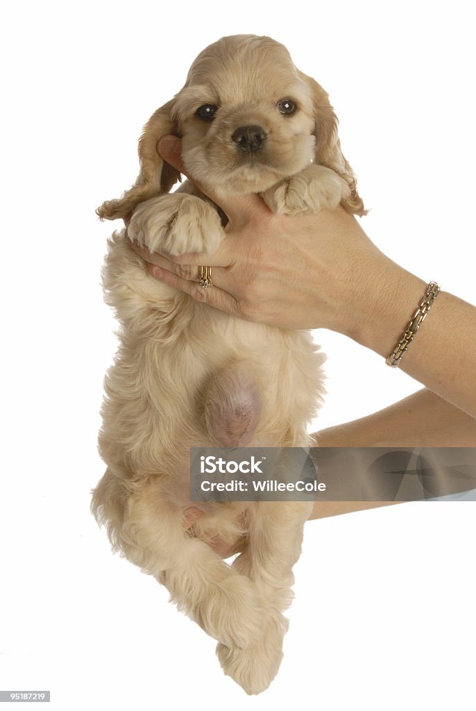 Cachorrinho com Hérnia umbilical - Royalty-free Animal Foto de stock