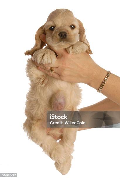 Cachorrinho Com Hérnia Umbilical - Fotografias de stock e mais imagens de Animal - Animal, Cachorrinho, Cirurgia