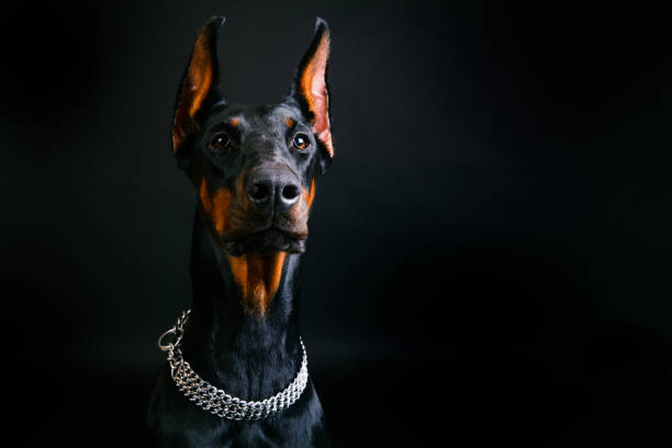 istock beautiful doberman pinscher close-up on a black background 951872614