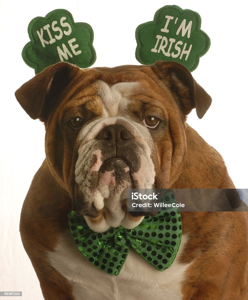 dog St Patricks Day - Foto de stock de Dia de São Patrício royalty-free