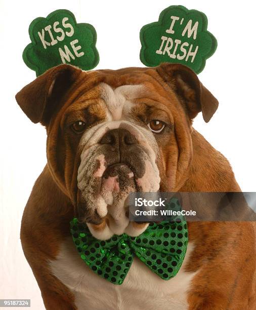 Foto de Dog St Patricks Day e mais fotos de stock de Dia de São Patrício - Dia de São Patrício, Beijar, Bulldog Inglês