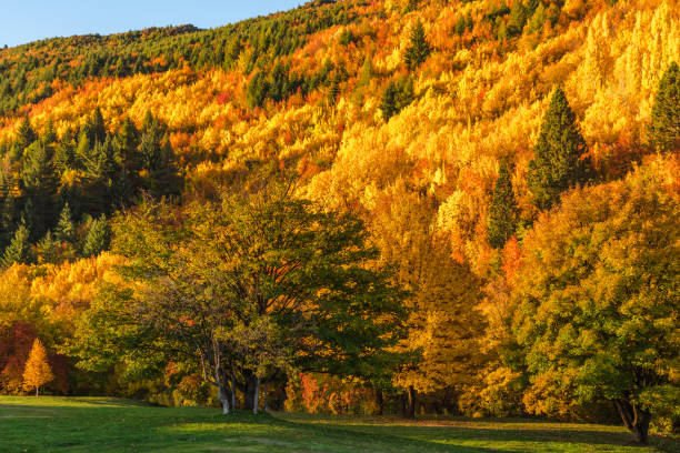 istock Arrowtown Autumn Colours 951873848