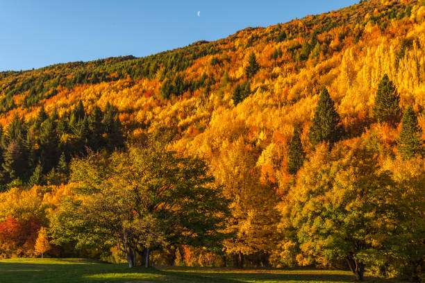 istock Arrowtown Autumn Colours 951873942