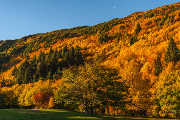 istock Arrowtown Autumn Colours 951873974