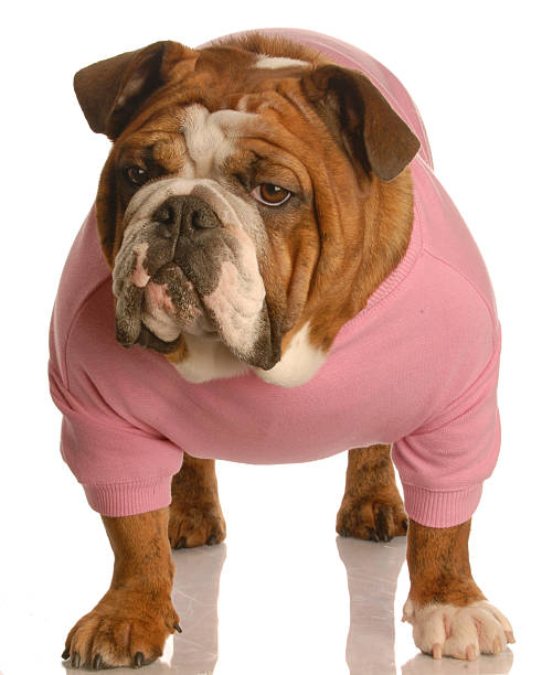 istock female english bulldog 95187400
