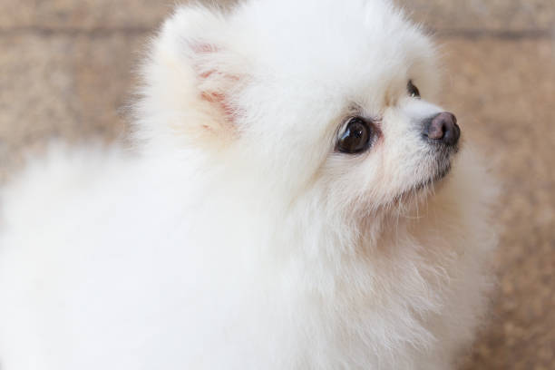 istock Beautiful white pomeranian dog. 951874356