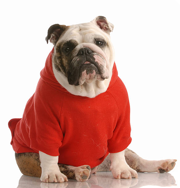 istock english bulldog 95187450