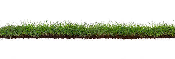 Extra large grass and roots isolated stock photo