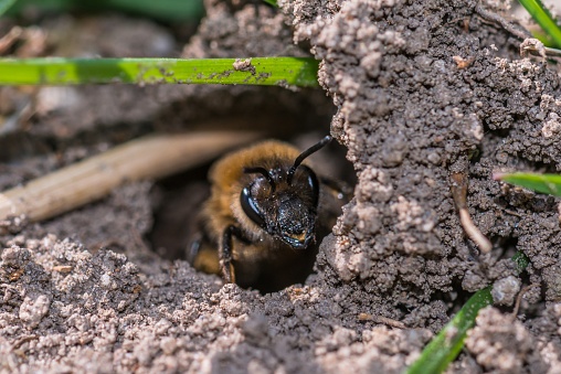 Single female mining bee in her hole on the ground
