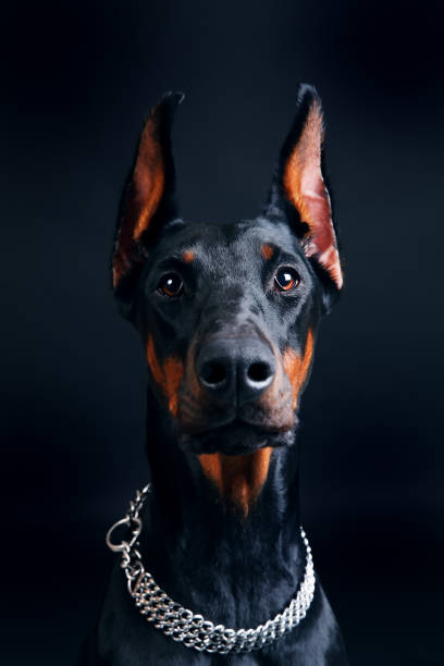istock beautiful doberman pinscher close-up on a black background 951874736