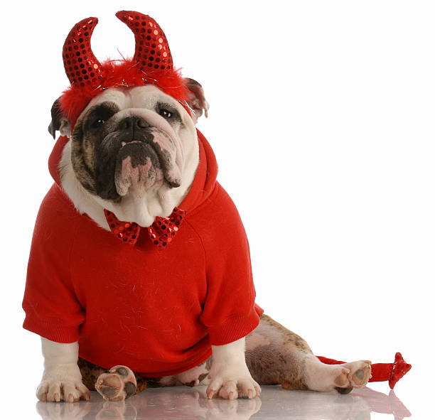 bad dog  devil costume stock pictures, royalty-free photos & images