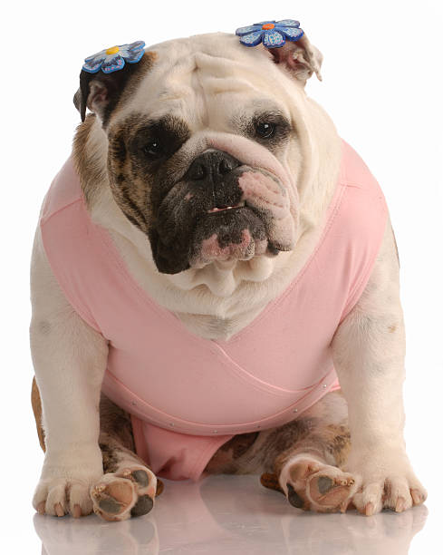 istock female dog wearing tutu 95187489