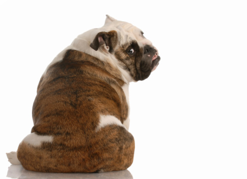 english bulldog looking over her shoulder with adorable expression