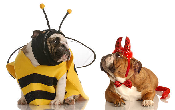 istock two dogs wearing halloween costumes 95187535
