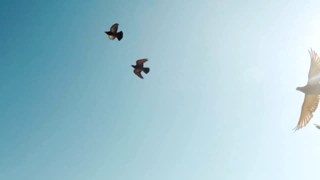 Flock of doves. A flock of birds against the sky. slow motion 120fps