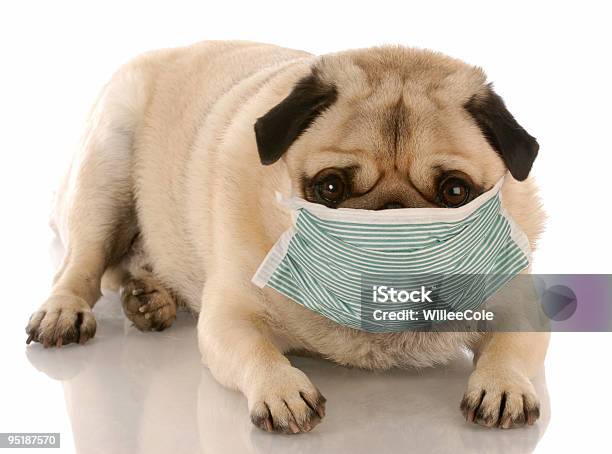 Sick Dog With Mask Stock Photo - Download Image Now - Animal Hospital, Pug, Color Image