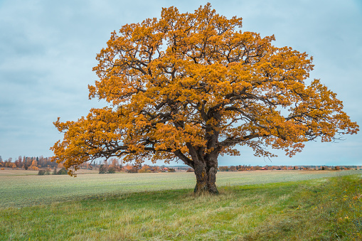Beautiful knotty oak tree standing alone in a field in Sweden in colorful autumn pride with bright orange colored leafs