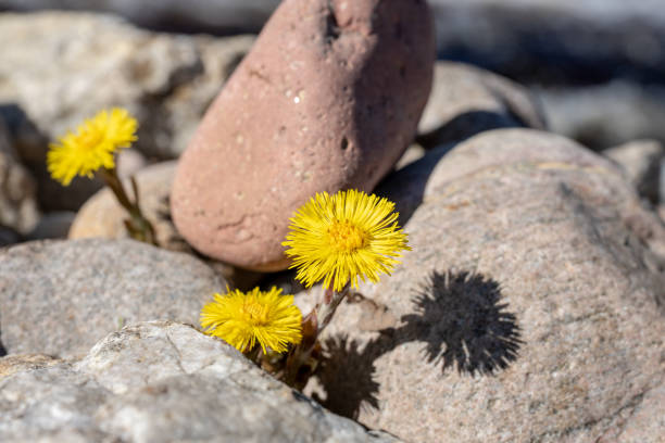 istock Butterbur flowers in spring sunshine growing between rocks 951878852