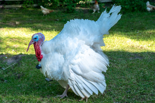 istock Close up of a white turkey 951878942