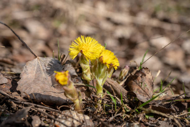istock First sign of spring, shining in yellow 951878966