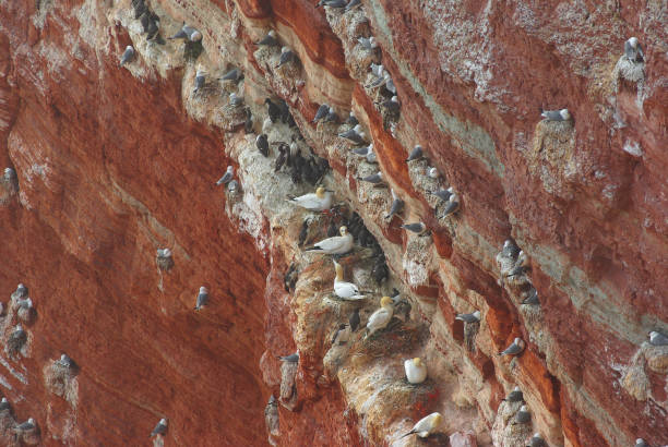 Sea birds at red cliffs of Helgoland at sunset