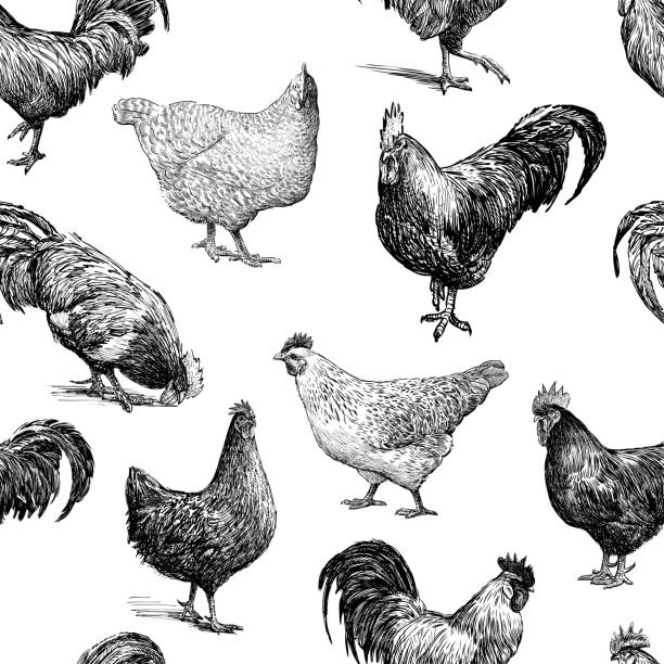 Pattern of the cocks and hens sketches Seamless background of the drawn hens and cocks. bantam stock illustrations