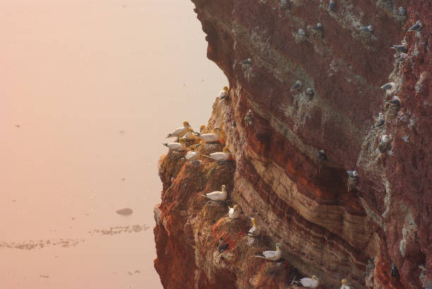 Sea birds at red cliffs of Helgoland at sunset
