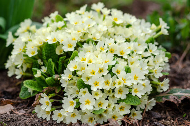 istock Bouquet of white flowers, on a flower bed in springtime. 951880582