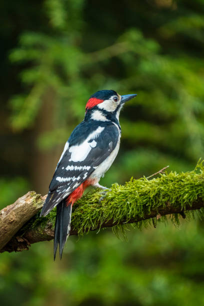 great spotted dzięcioł siedzieć i rozejrzeć się ciekawie, dendrocopus głównych - dendrocopos zdjęcia i obrazy z banku zdjęć