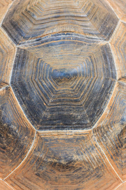 Macro Turtle Shell 170+ Turtle Shell Macro Abstract Stock Photos, Pictures & Royalty-Free ...