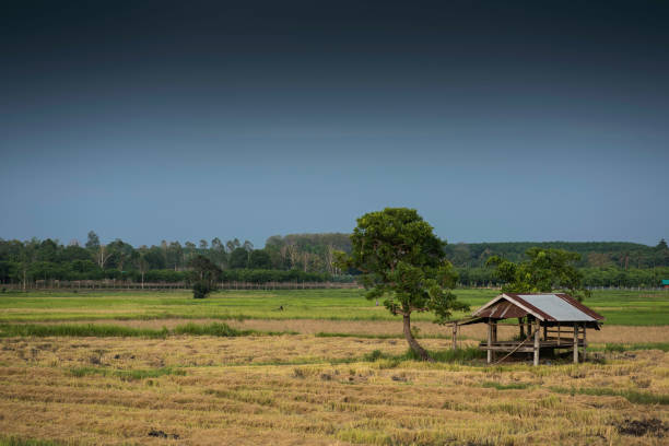 istock Tropical storm clouds over harvested sunlight rice field. 951888340