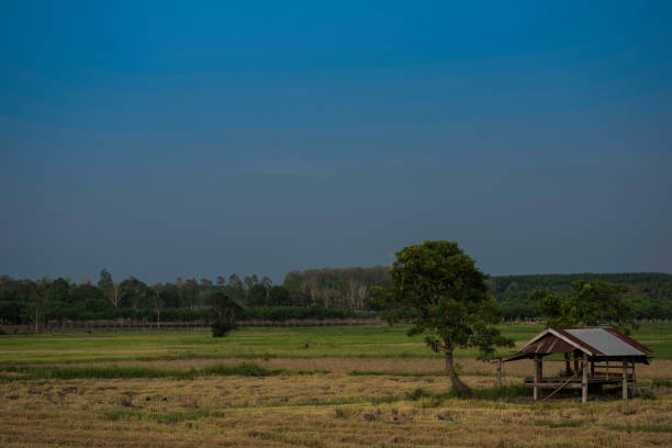 istock Tropical storm clouds over harvested sunlight rice field. 951888392