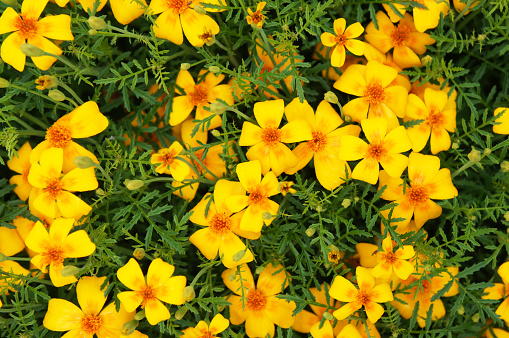 Many tagetes tenuifolia or the signet marigold or golden marigold yellow and orange flowers with green