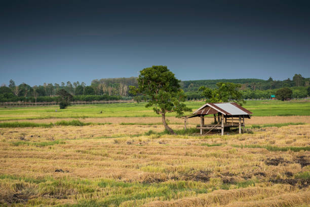 istock Tropical storm clouds over harvested sunlight rice field. 951888524
