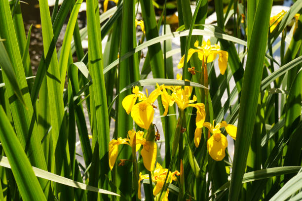 istock Iris pseudacorus yellow flowers with green in sunlight 951888568