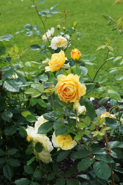 istock Golden celebration rose yellow flowers with green 951888624