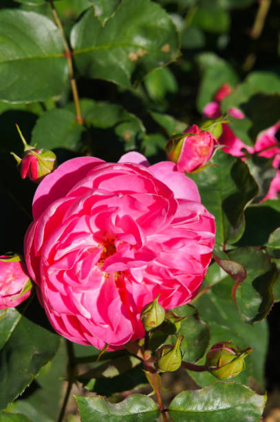 istock Rose floribunda red leonardo da vinci flower with green 951888818