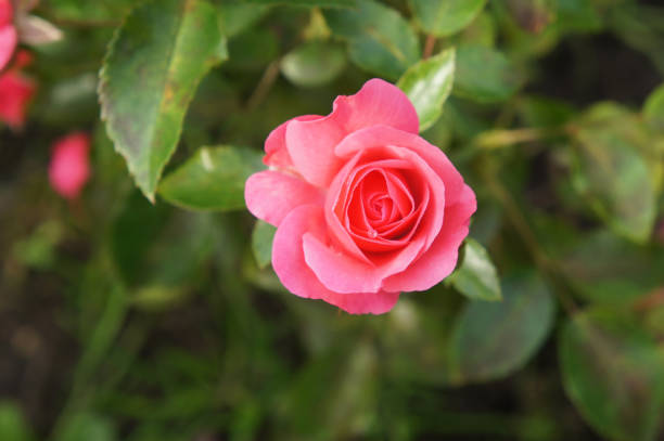 istock Pink tea hybrid rose flower head with green 951888866