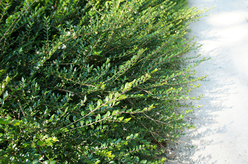 lonicera nitida or box honeysuckle or boxleaf honeysuckle green shrub
