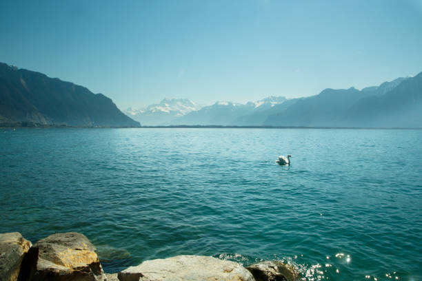 primavera no lago de genebra - lake geneva - fotografias e filmes do acervo