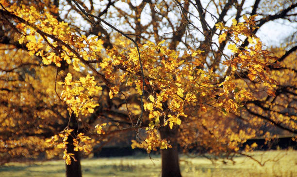 istock autumn trees sunlight scenic landscape generic season 951889968