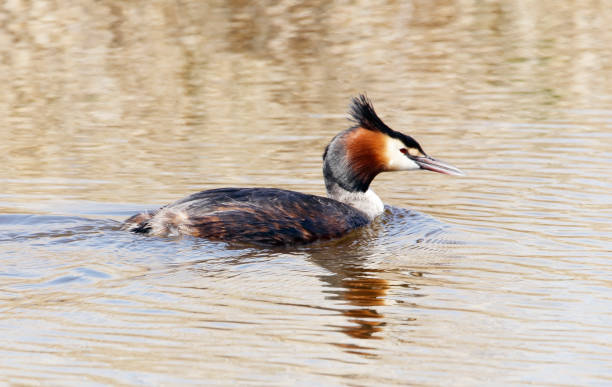 Great Crested Grebe (Podiceps cristatus) in Summer Plumage L 46-51cm, WS 59-73cm.
Breeds commonly on reeded larger waters. In winter, offshore or on lakes, reservoirs, mostly in W Europe.
Not shy, spends much time openly on unvegetated waters.
Nest a large mound of reed stems.

This is a common Species in the Netherlands (Breeds also in Canals near Habitation). great crested grebe stock pictures, royalty-free photos & images