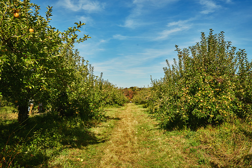 Apple trees in a autumn orchard. Beautiful blue sky.